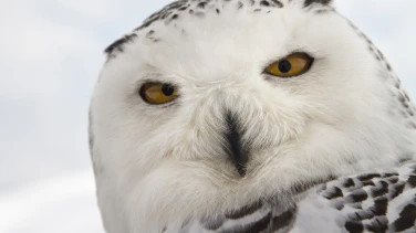 Unsere Wildnis film trailer button