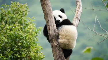 Moon, der Panda film trailer button