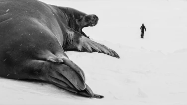 Antarctica Calling film trailer button