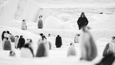 Antarctica Calling film trailer button