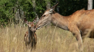 Bambi. Eine Lebensgeschichte aus dem Wald film trailer button