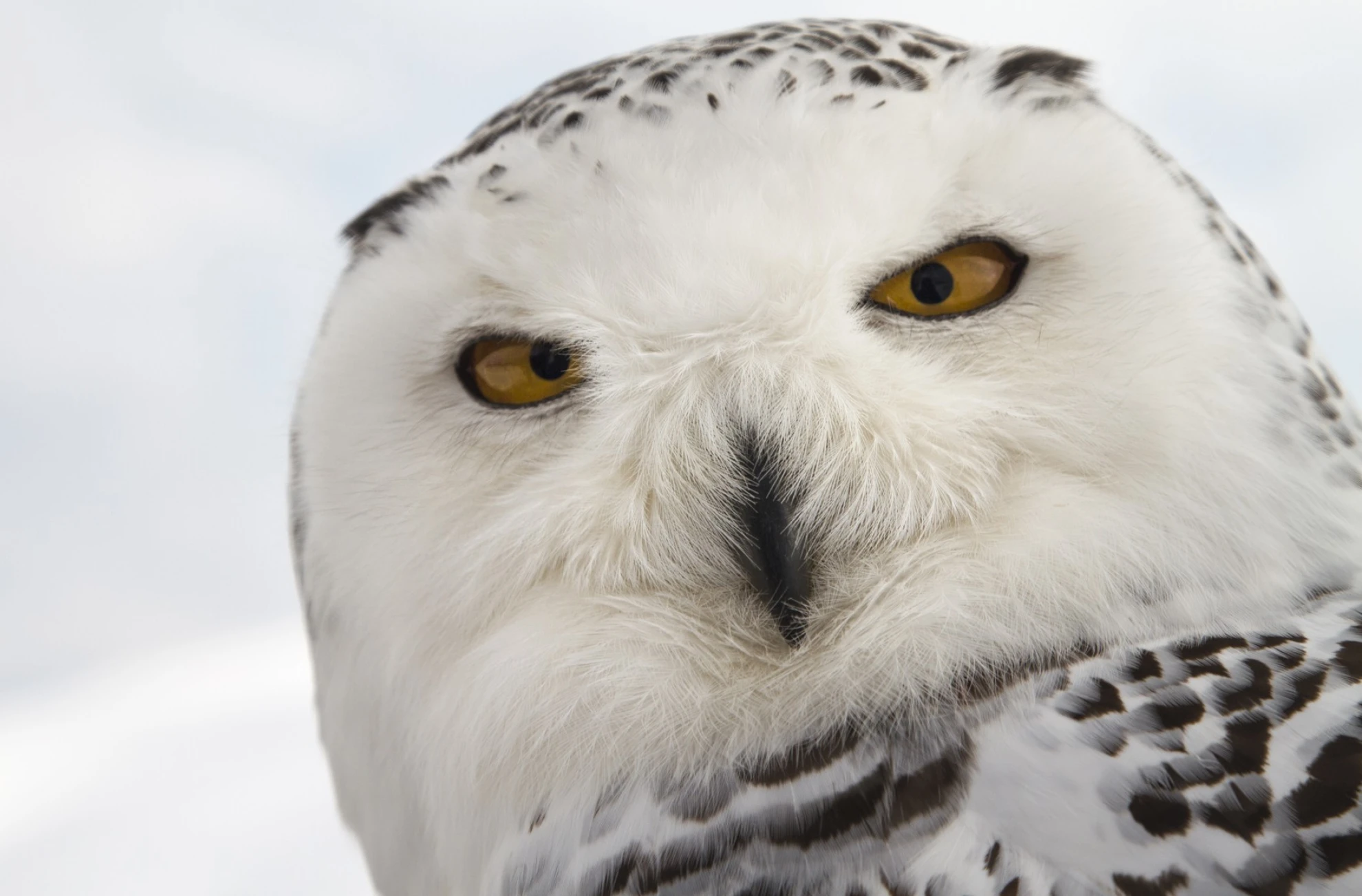 Unsere Wildnis hero banner image placeholder