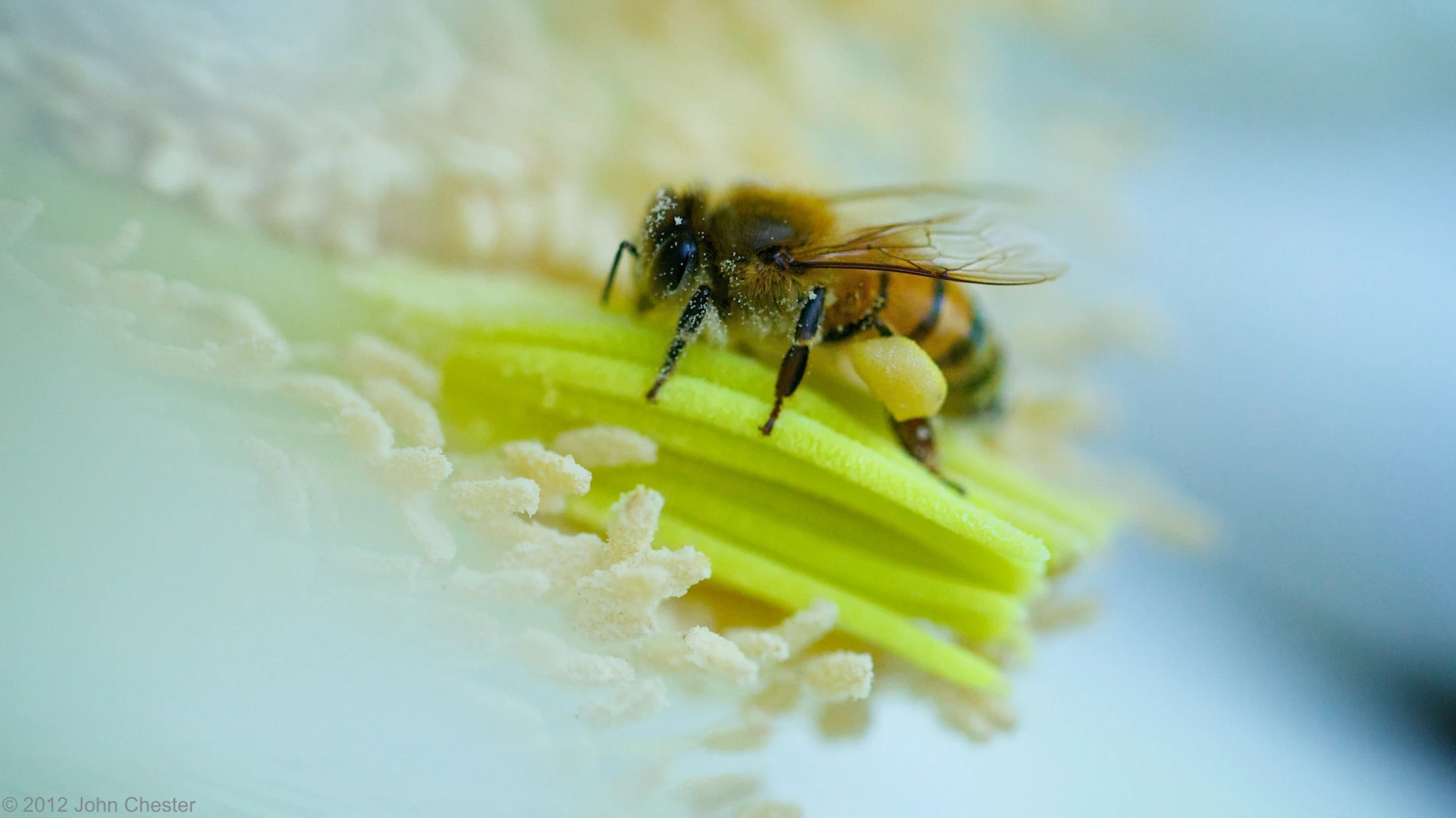 The Biggest Little Farm hero banner image placeholder