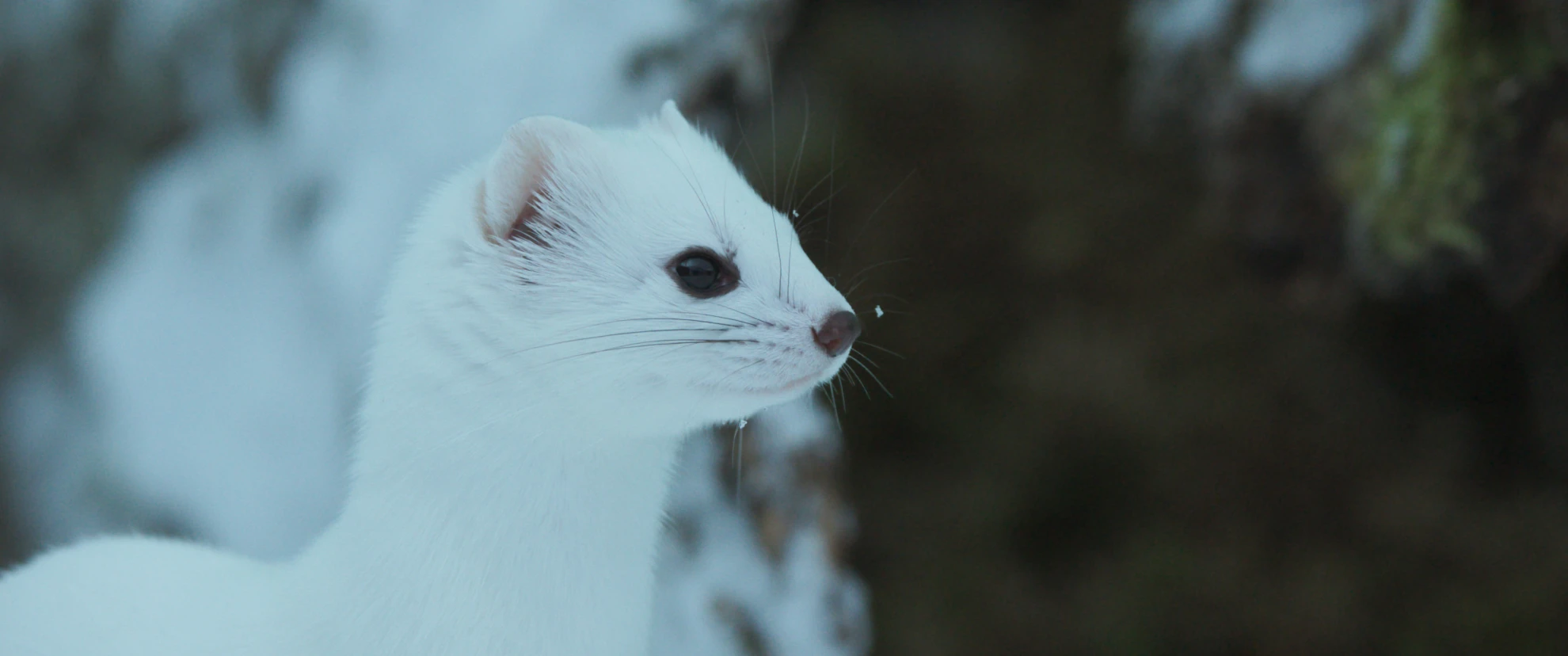 Ailos Reise hero banner image placeholder