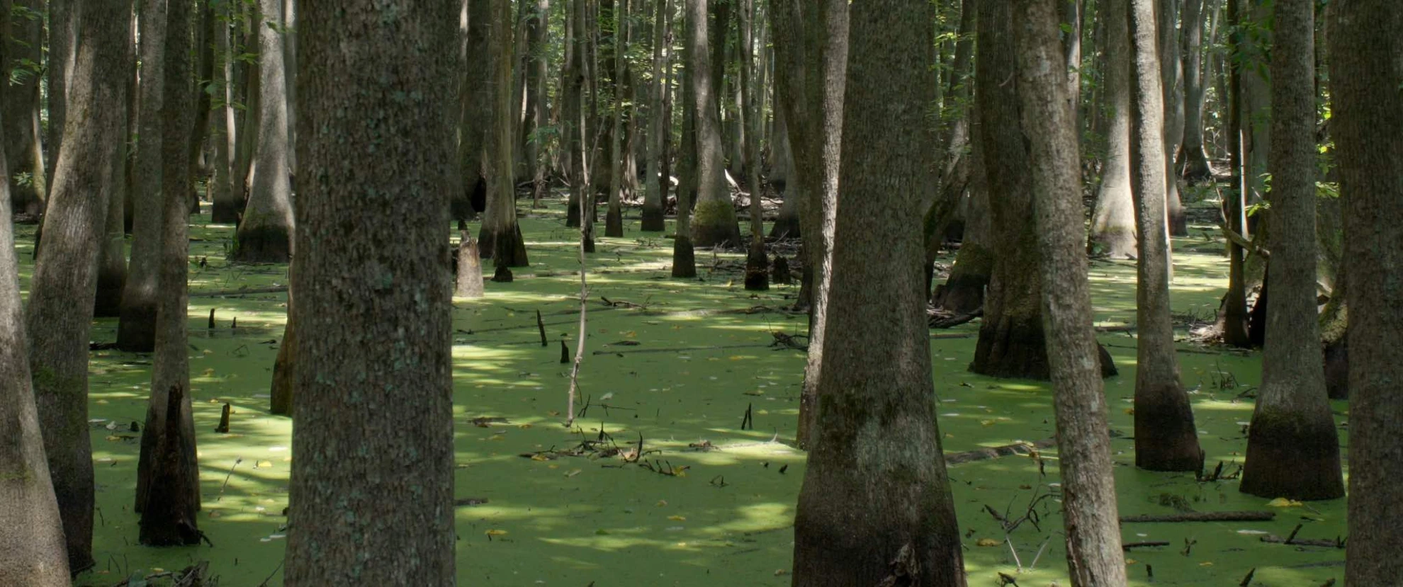 Birds of America hero banner image placeholder
