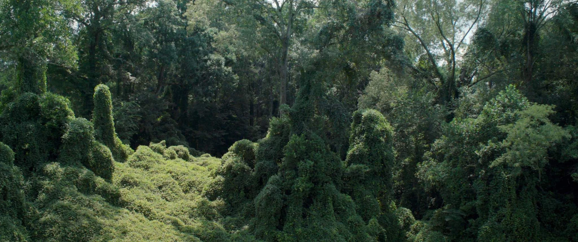 Birds of America hero banner image placeholder