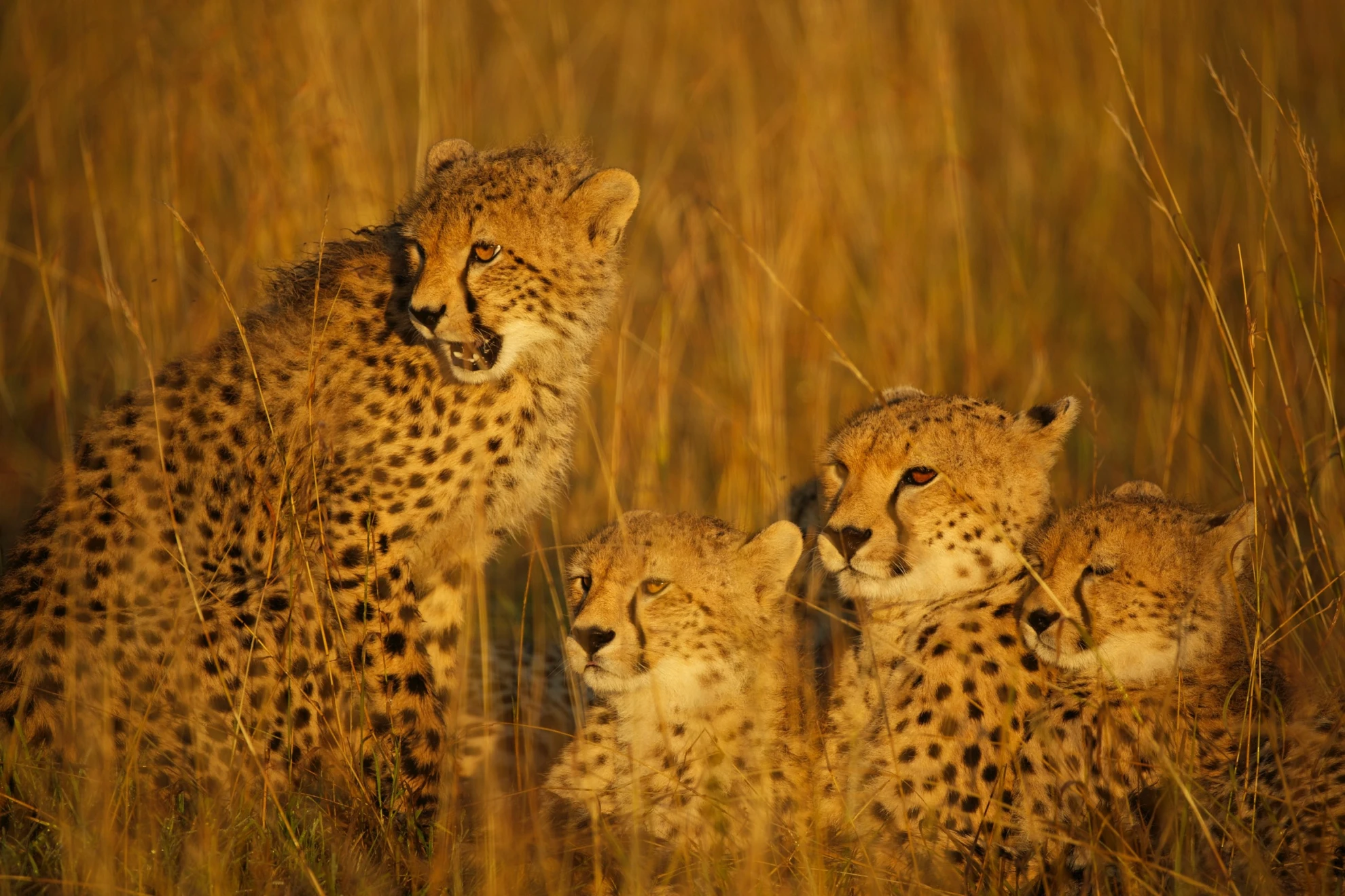 Maleika hero banner image placeholder