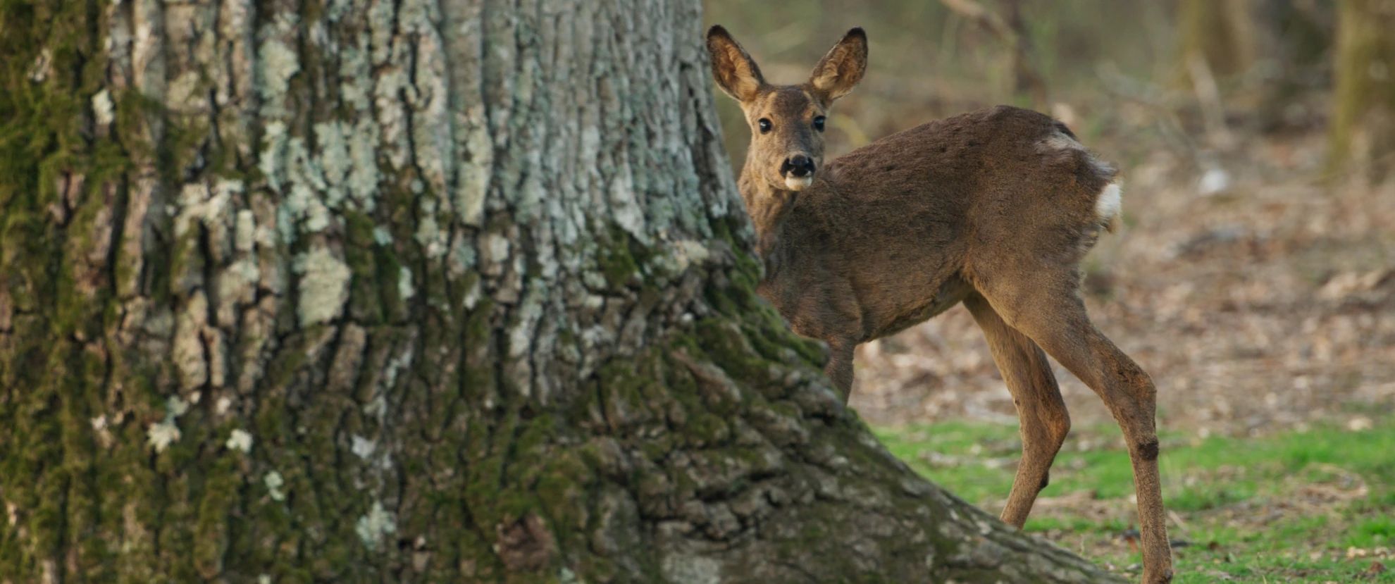 Die Eiche - mein Zuhause hero banner image placeholder