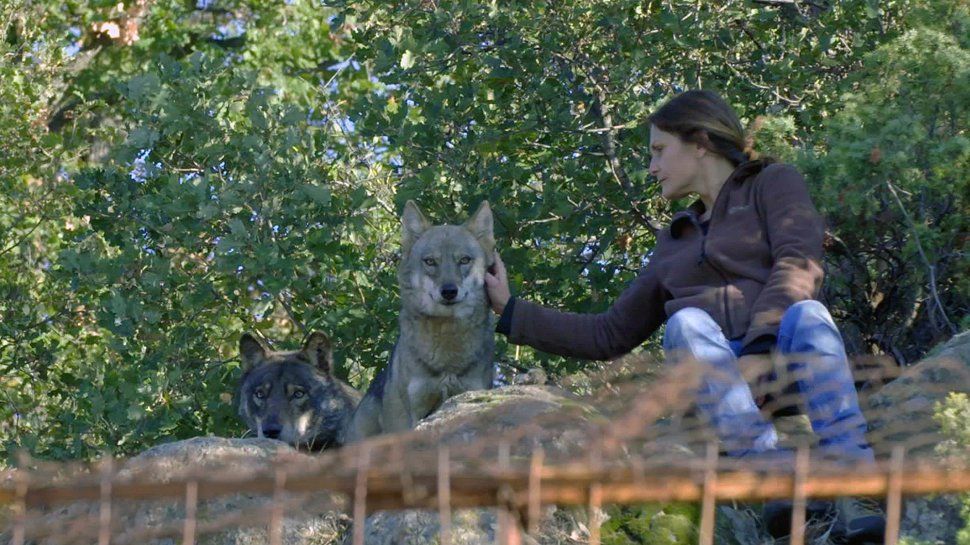 Die Rückkehr der Wölfe hero banner image placeholder