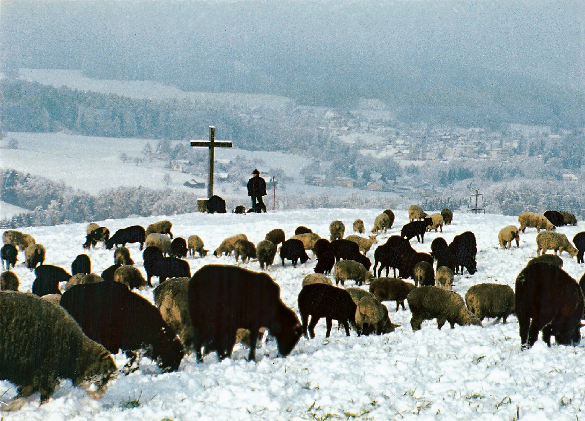 Hirtenreise ins dritte Jahrtausend hero banner image placeholder