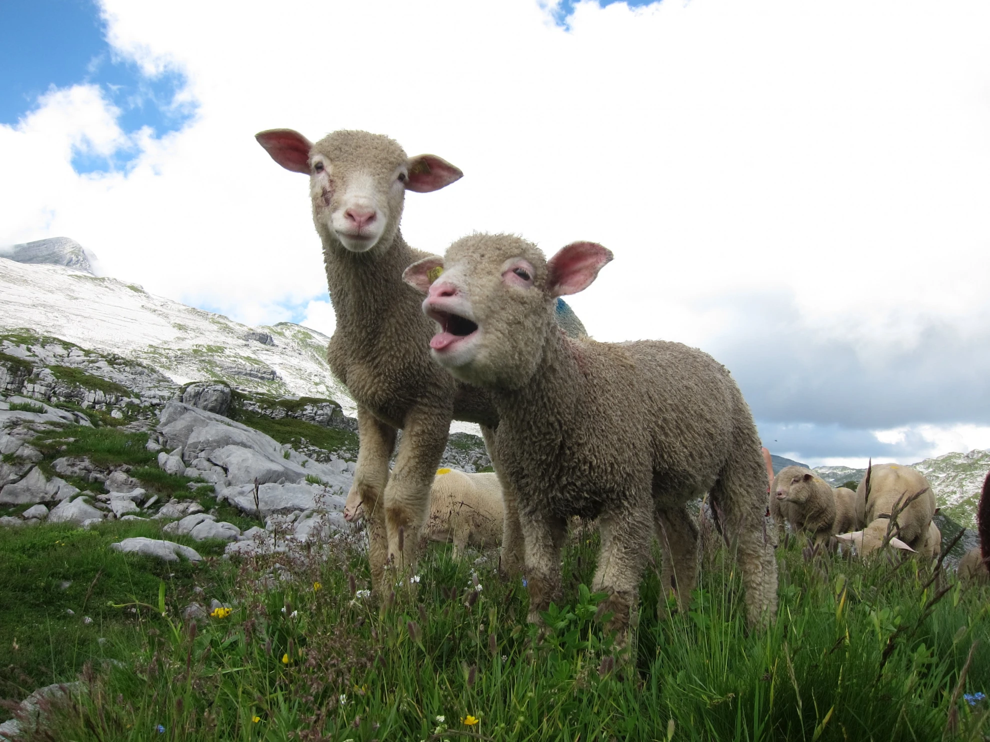 Alpsummer hero banner image placeholder