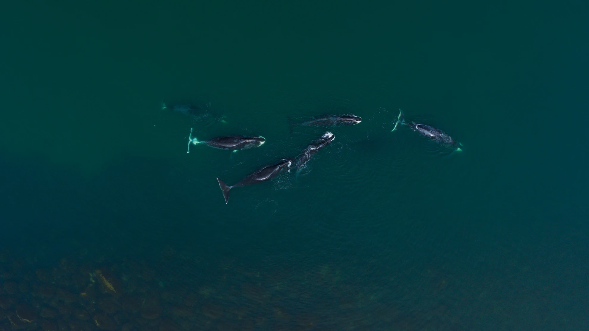 Whale Nation hero banner image placeholder