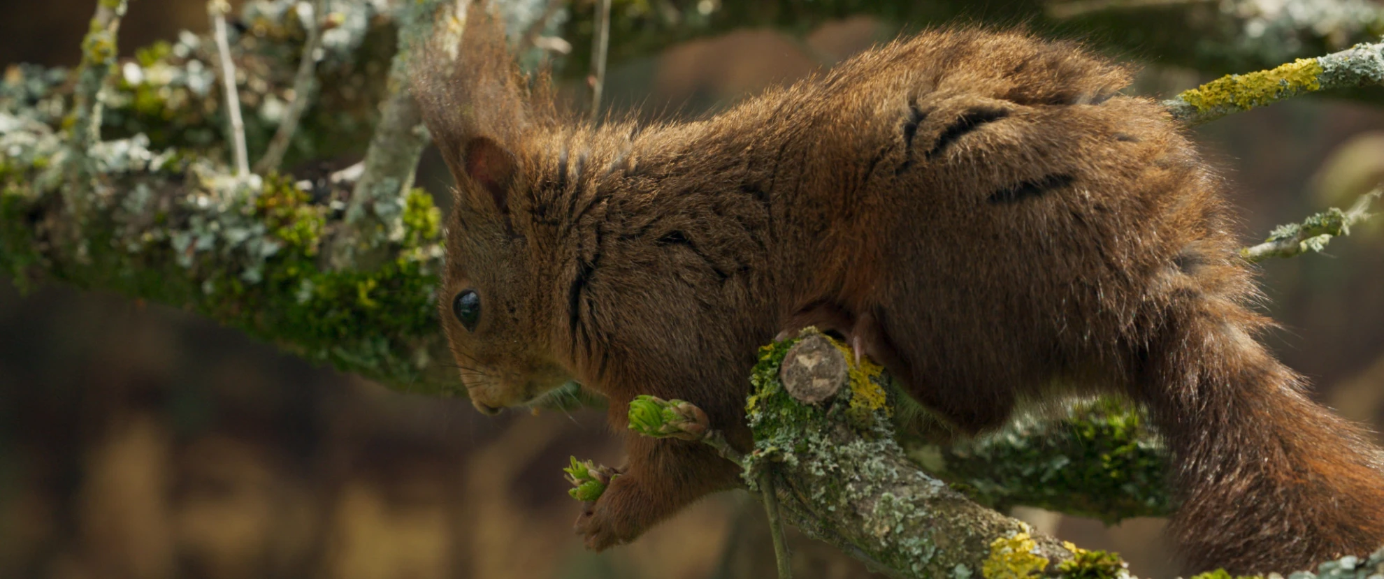 Die Eiche - mein Zuhause hero banner image placeholder