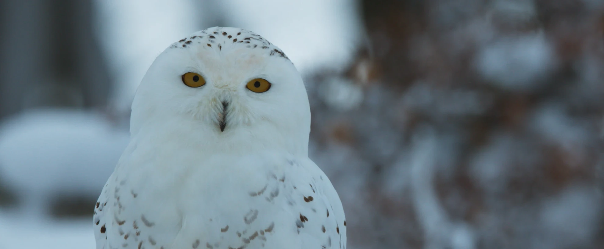 Ailos Reise hero banner image placeholder