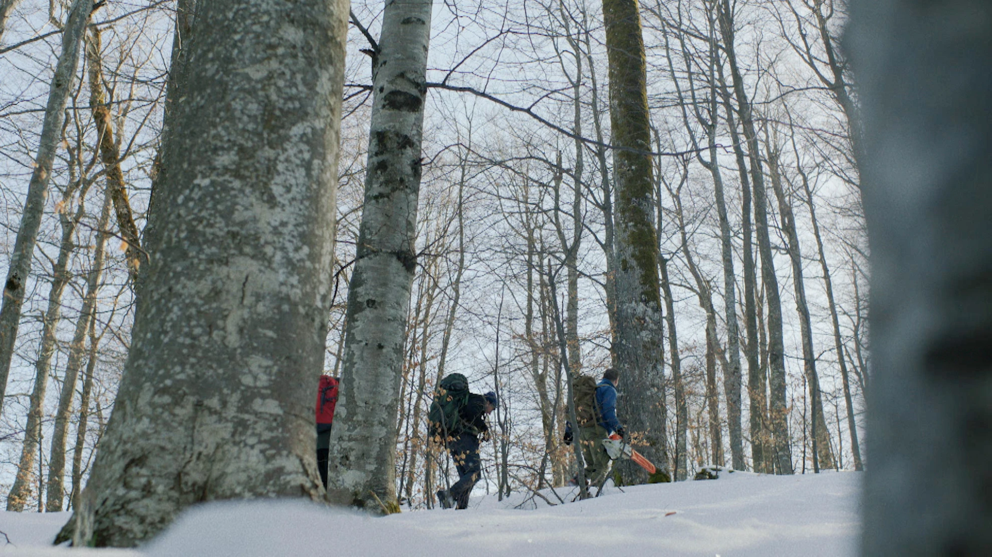 The Quest for Tonewood hero banner image placeholder