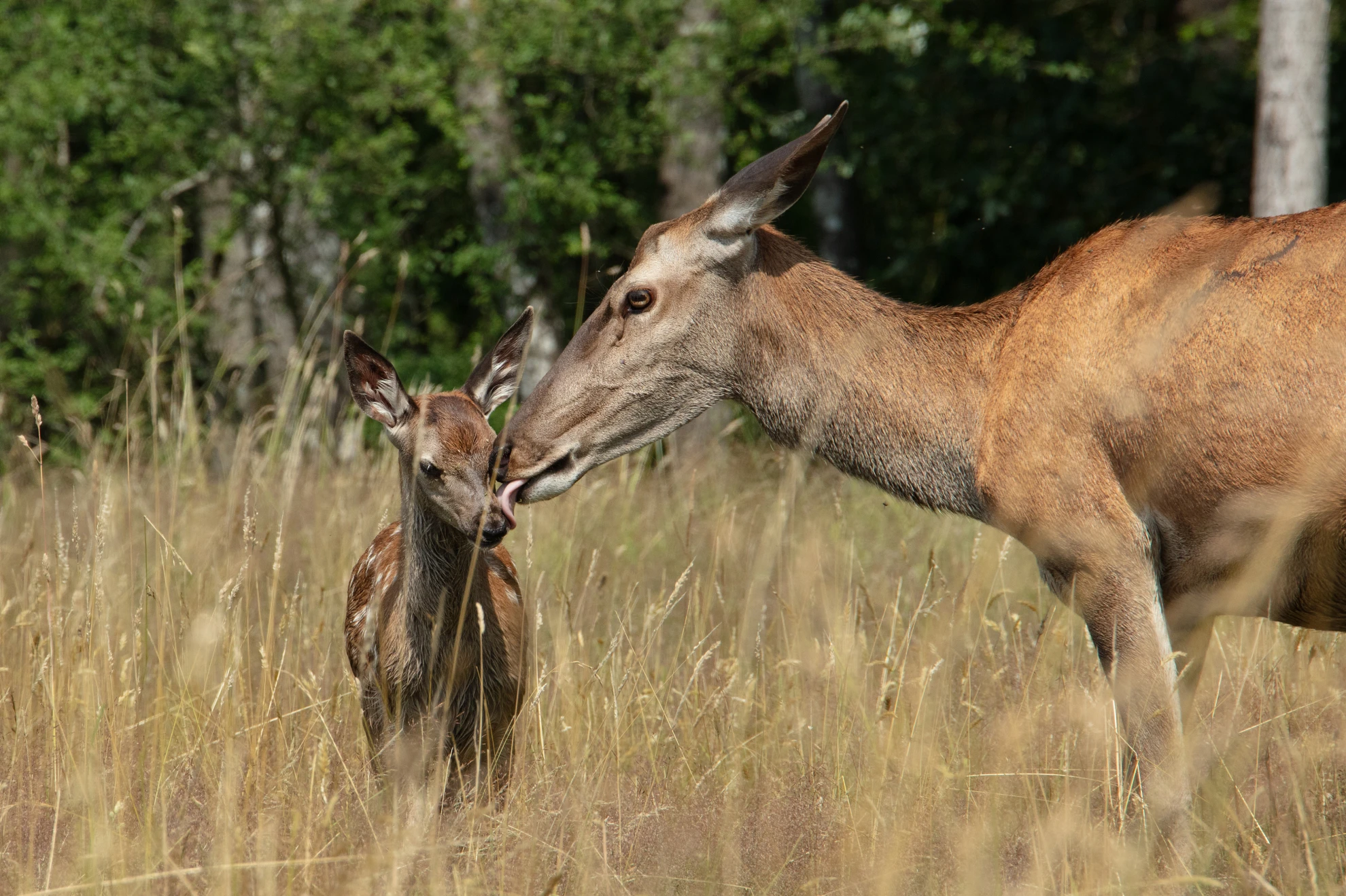 Bambi. Eine Lebensgeschichte aus dem Wald hero banner image