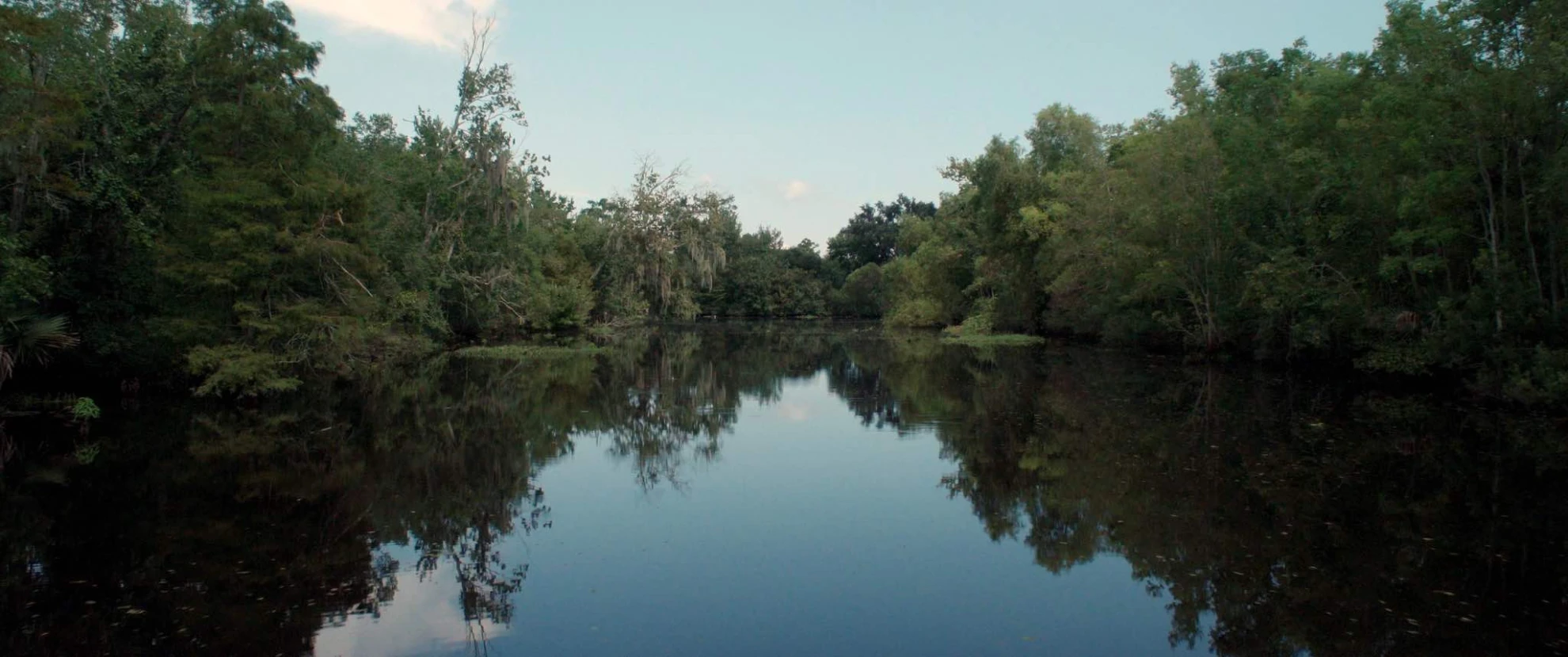 Birds of America hero banner image placeholder