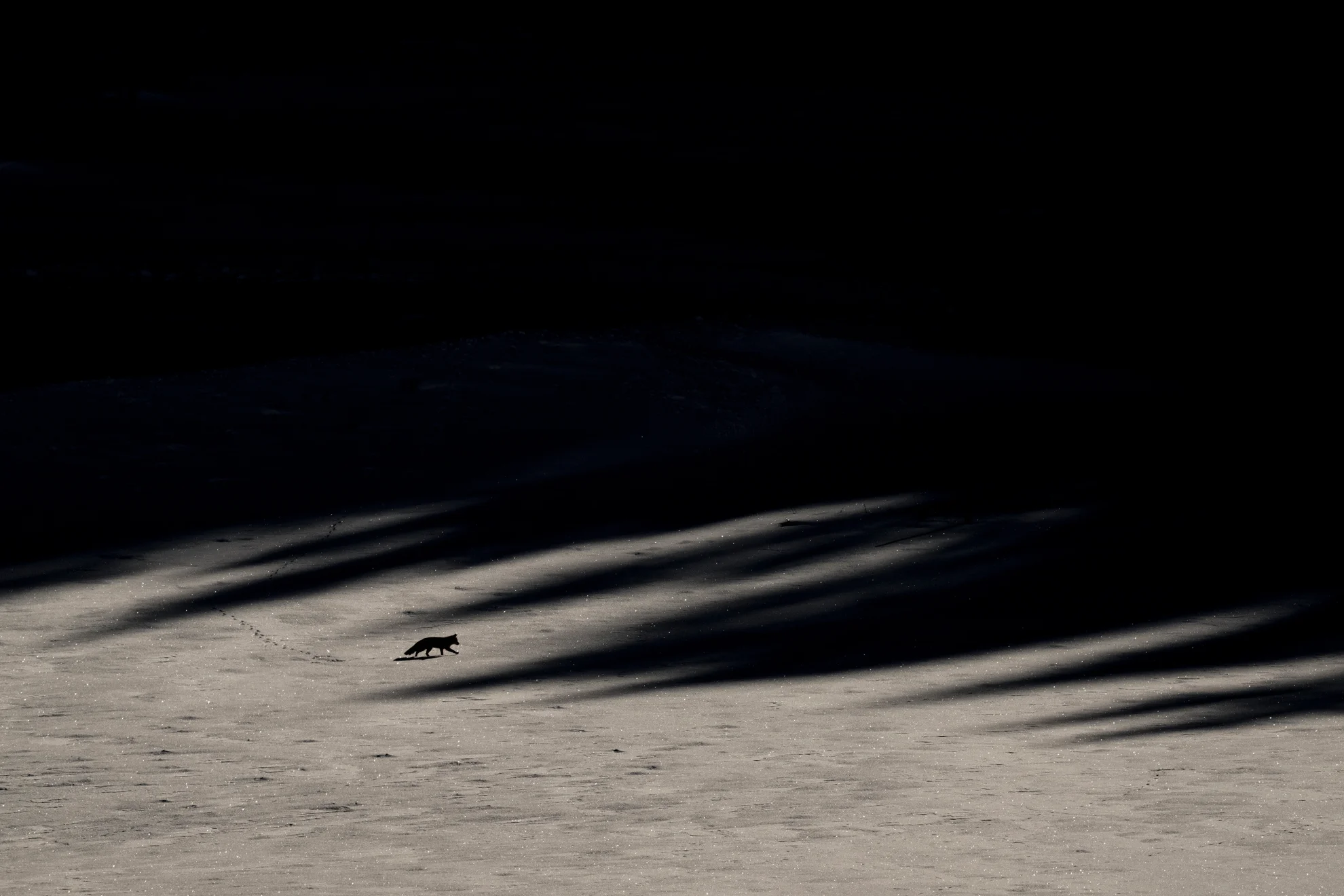 Le Chant des forêts hero banner image placeholder