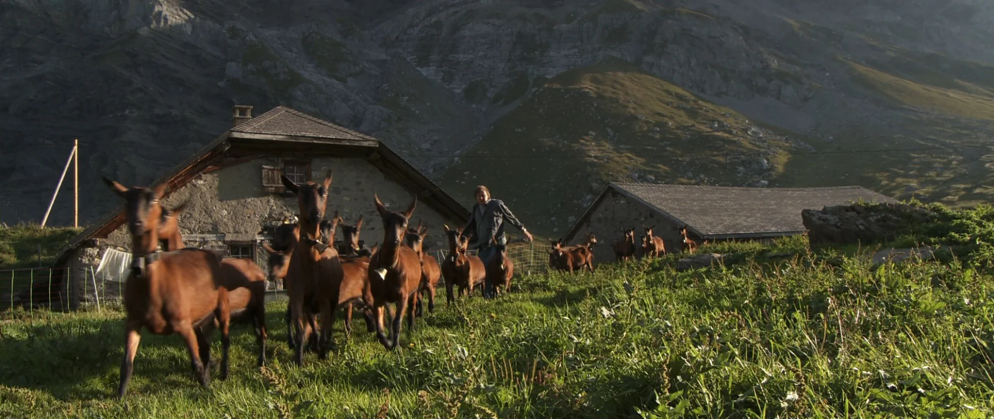 Coeur animal hero banner image placeholder