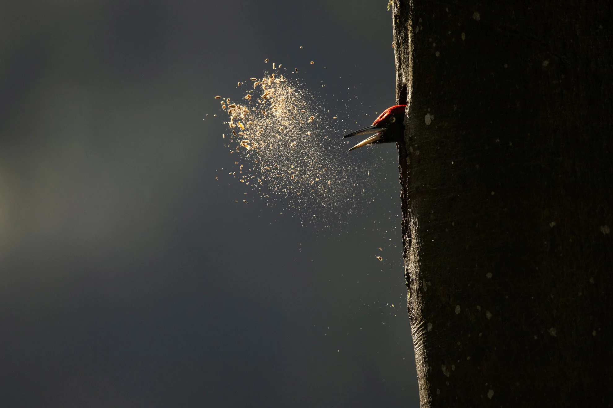 Le Chant des forêts hero banner image placeholder