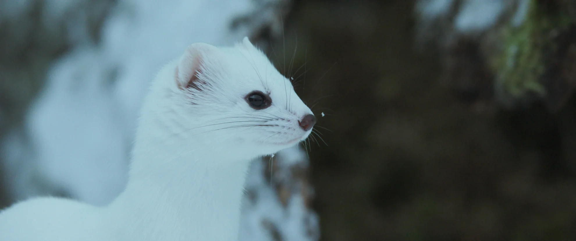 Ailos Reise hero banner image placeholder