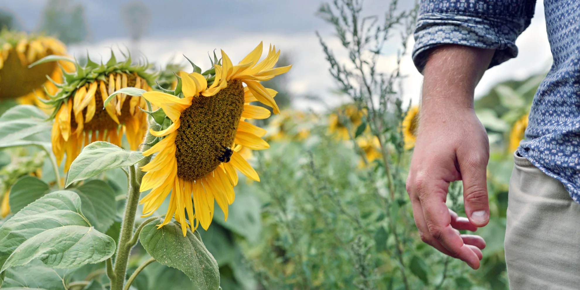 Animal hero banner image placeholder