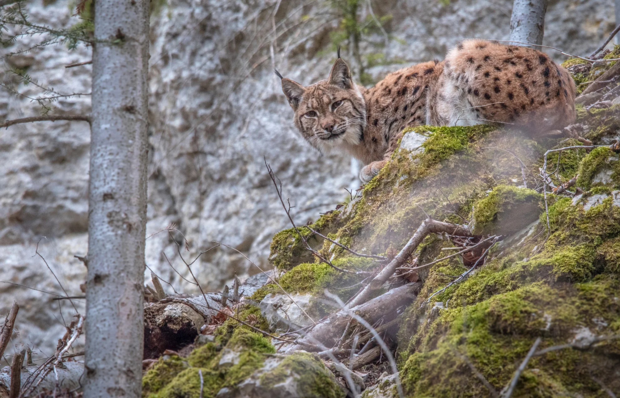 Luchs hero banner image placeholder