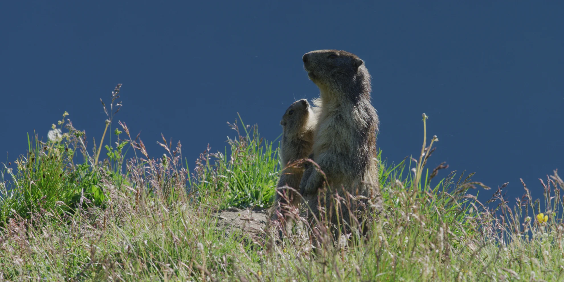 Derborence le temps des animaux hero banner image placeholder