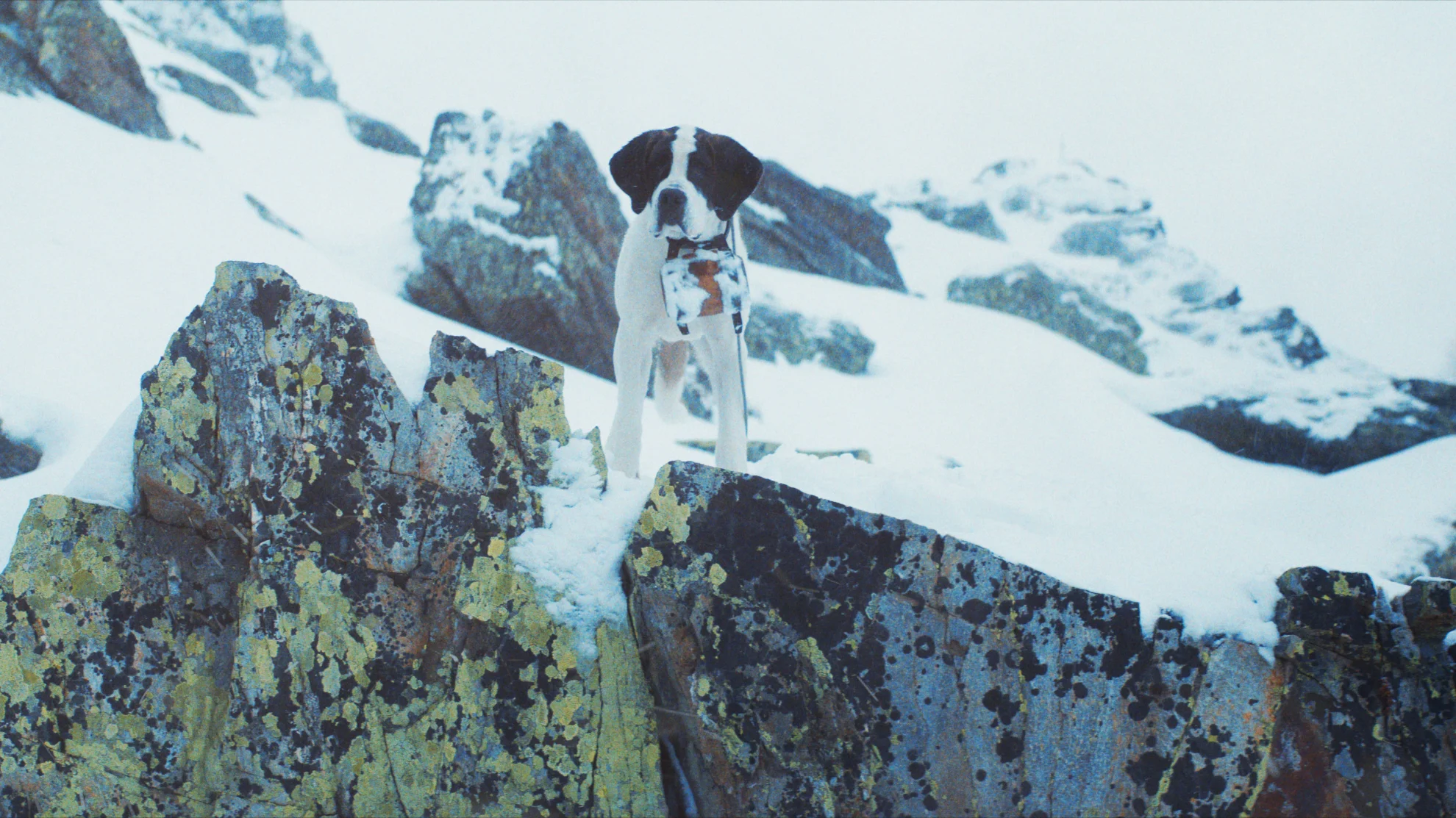 Mein Freund Barry hero banner image placeholder