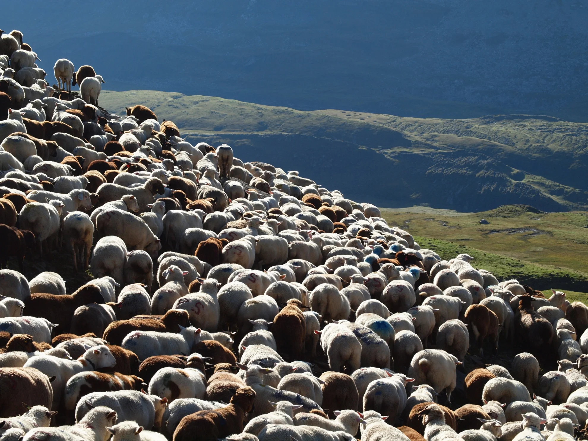 Alpsummer hero banner image placeholder