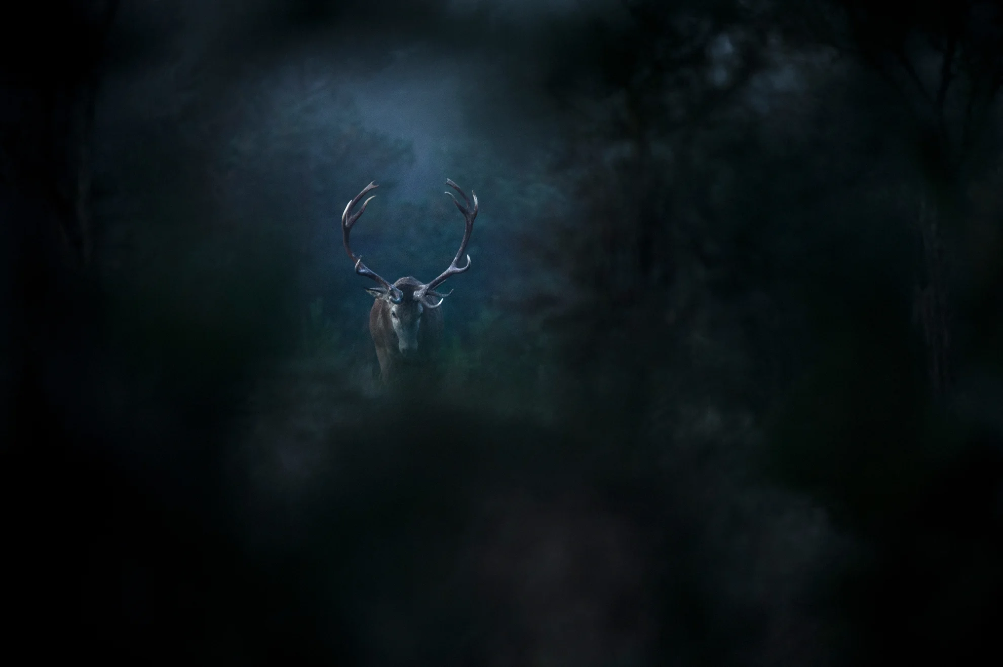 Le Chant des forêts hero banner image placeholder