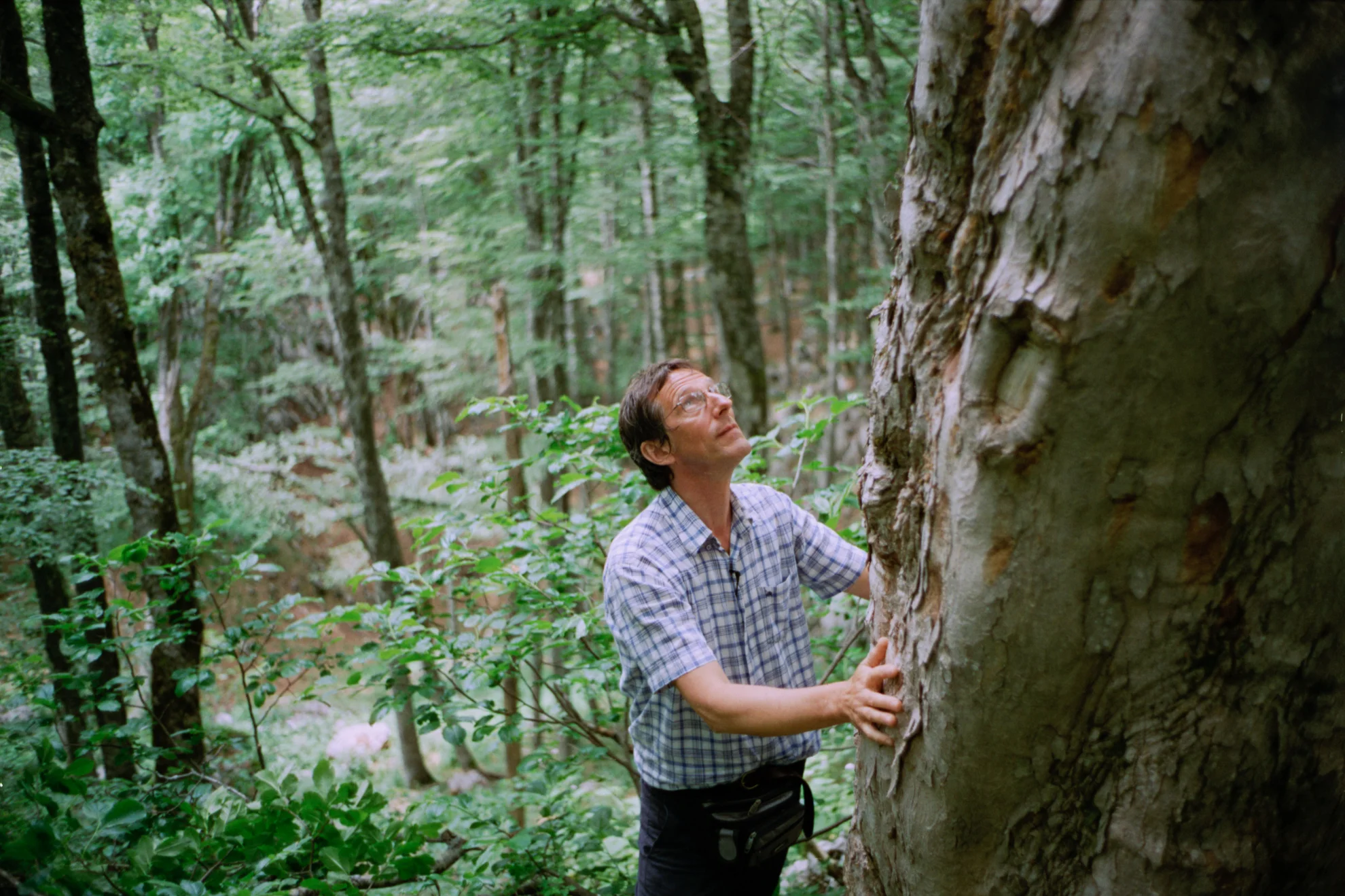 The Quest for Tonewood hero banner image