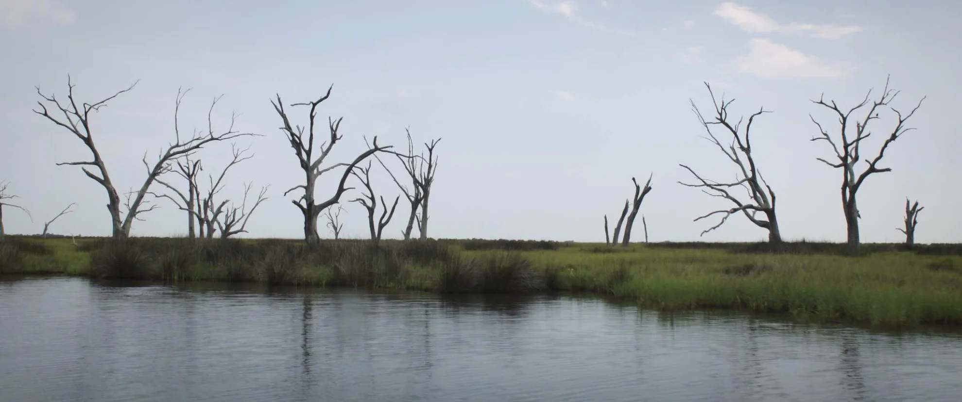 Birds of America hero banner image placeholder