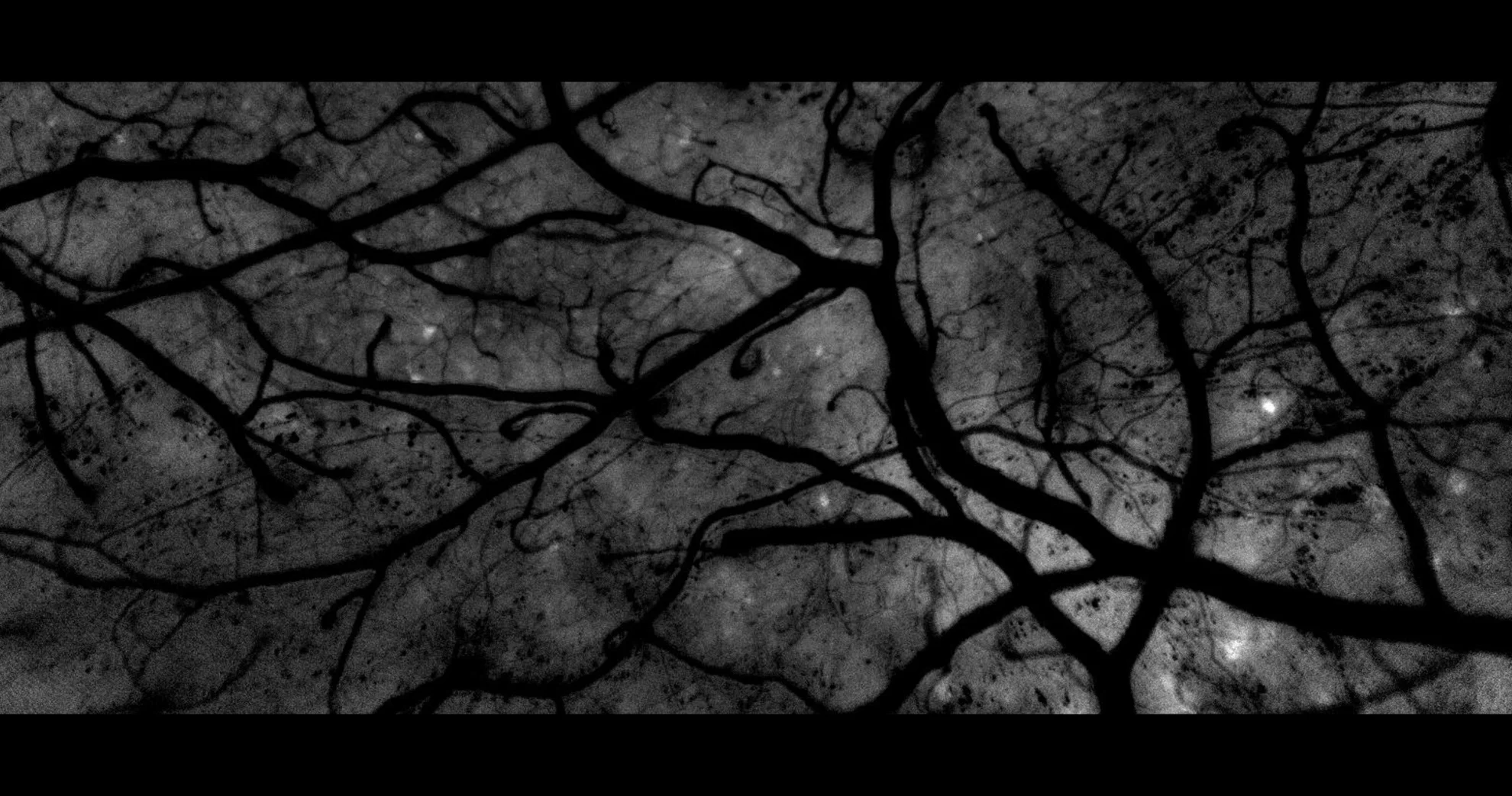 The Scent of Fear hero banner image placeholder