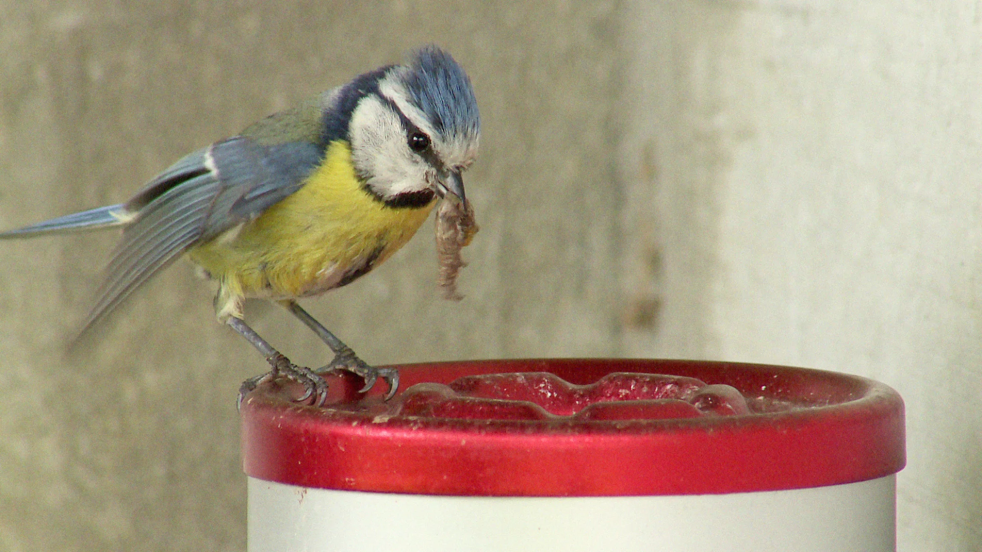 Welcome to Zwitscherland hero banner image placeholder