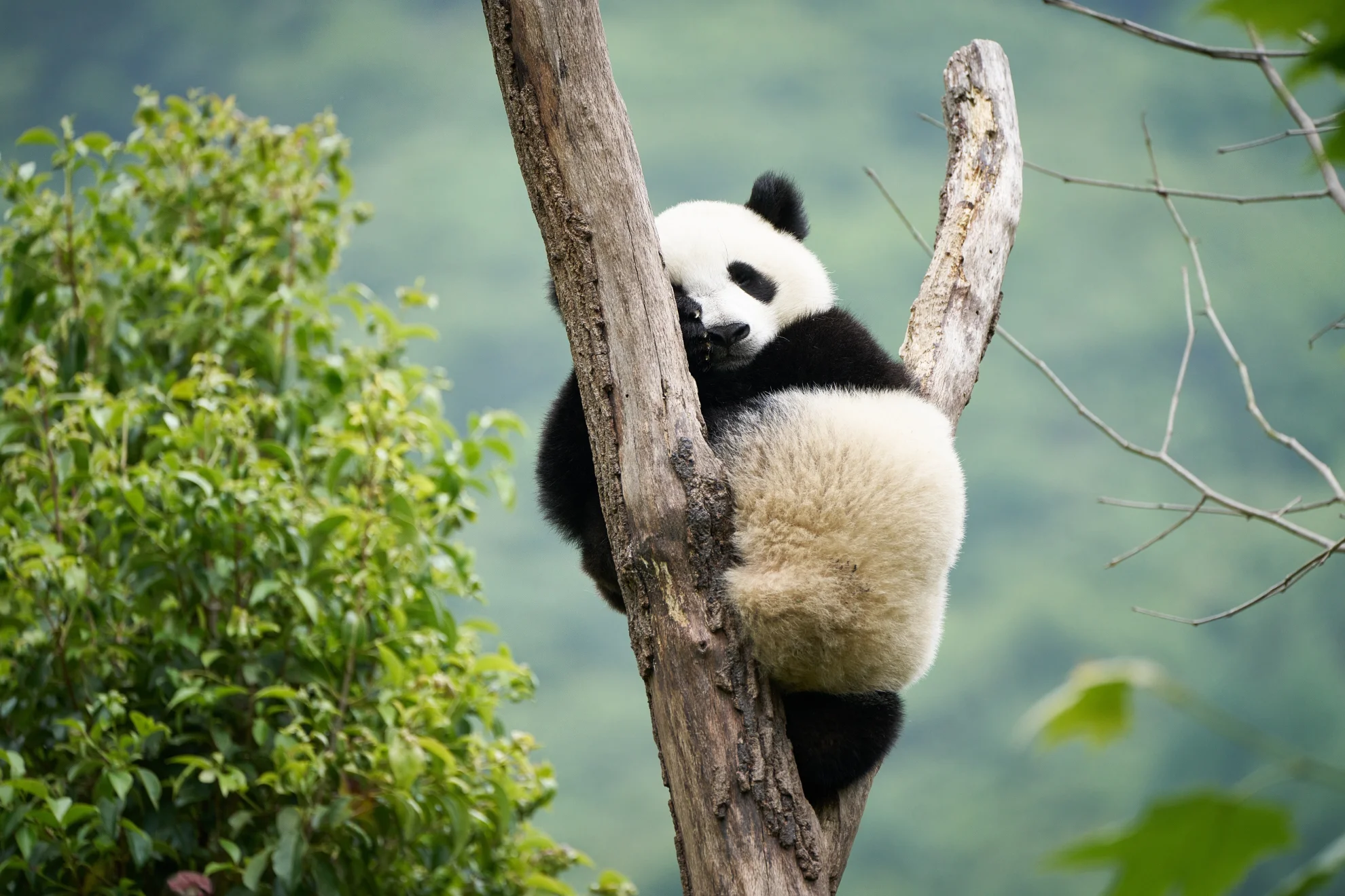 Moon, der Panda hero banner image placeholder