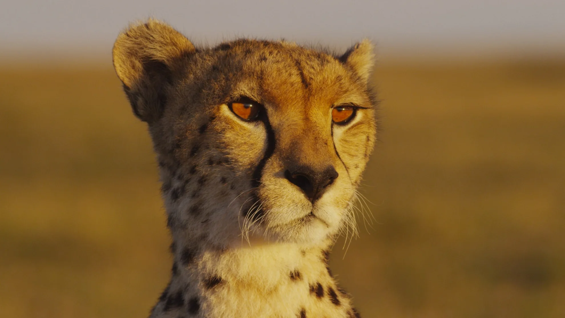 Maleika hero banner image