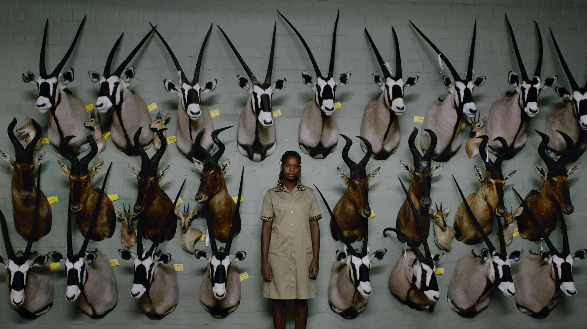 Safari hero banner image placeholder