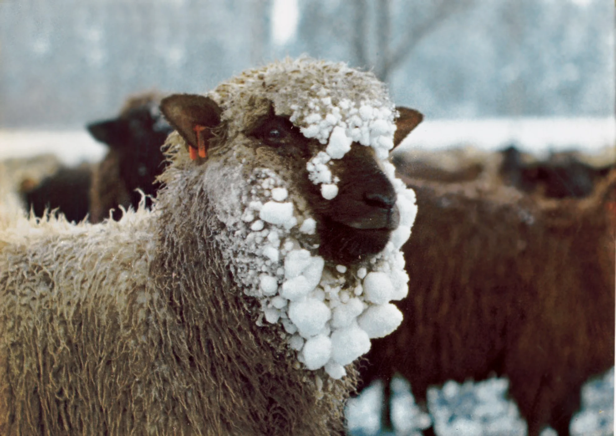 Hirtenreise ins dritte Jahrtausend hero banner image placeholder