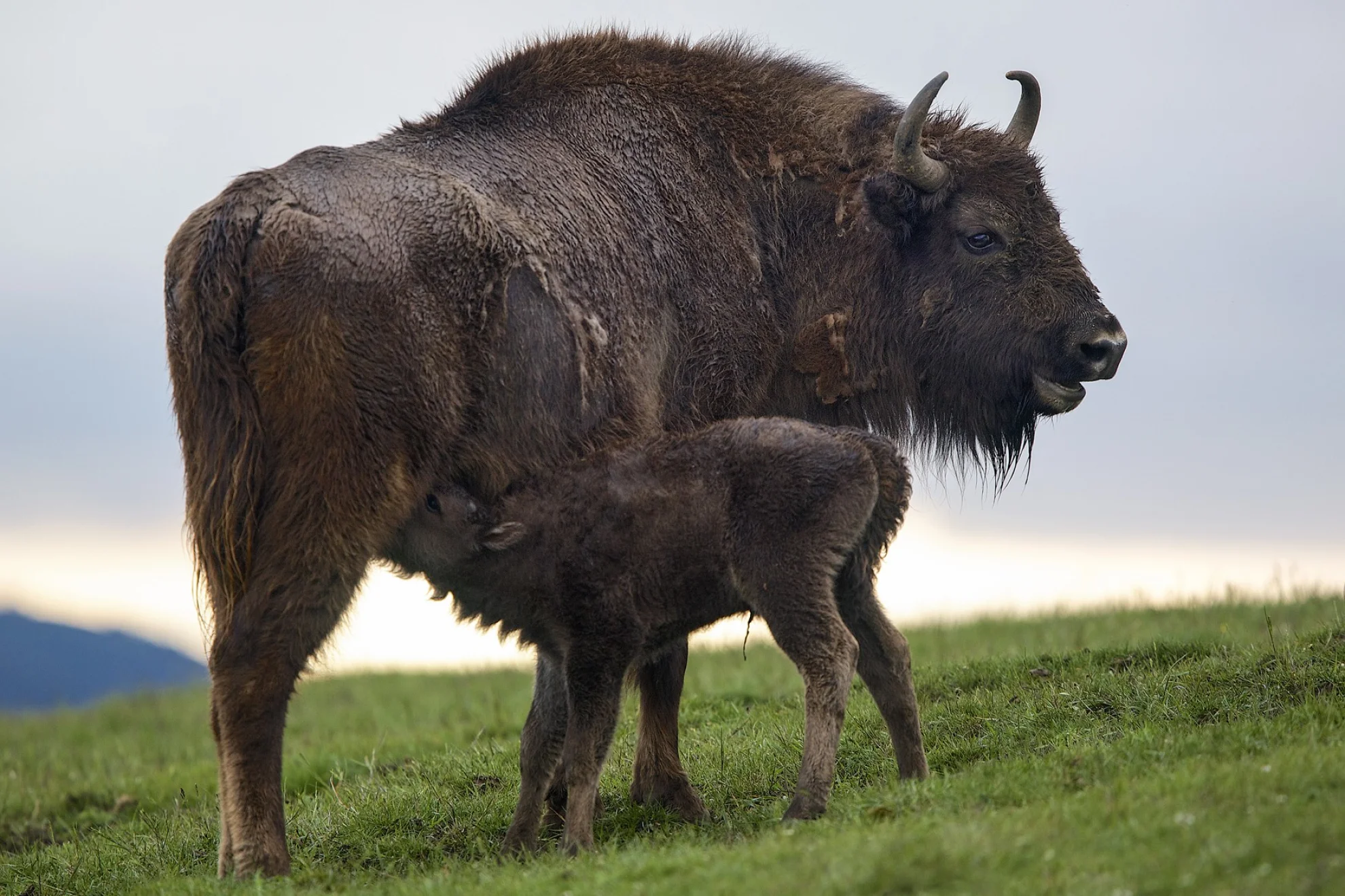 Unsere Wildnis hero banner image placeholder