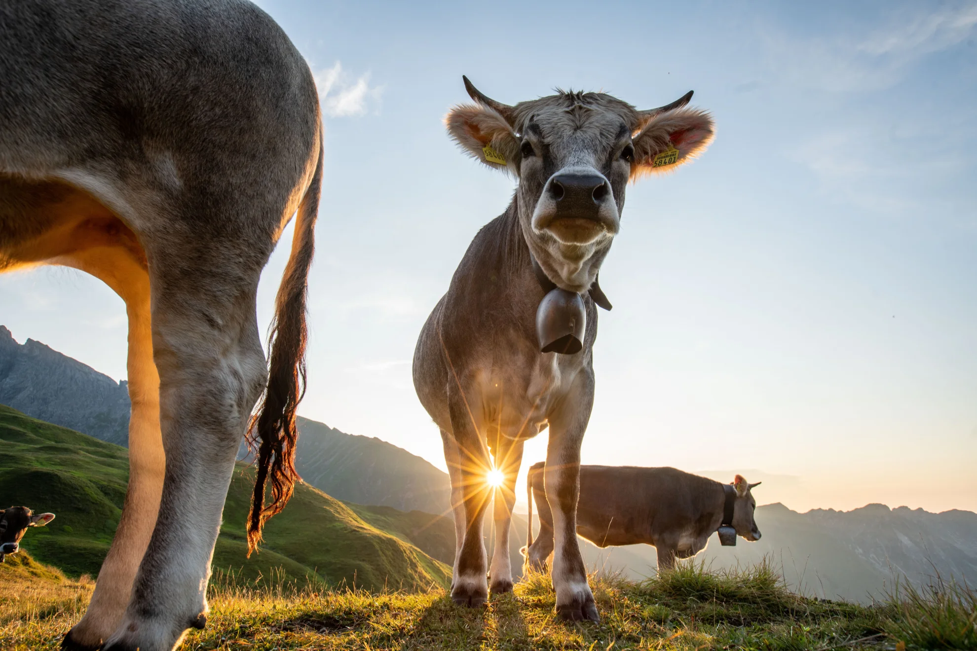 Im Berg dahuim hero banner image placeholder