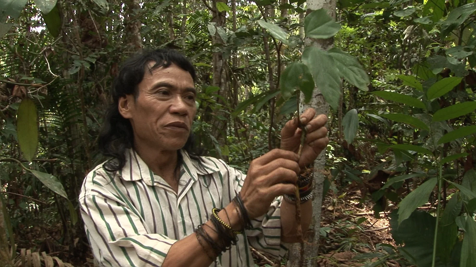 Bruno Manser - Laki Penan hero banner image placeholder