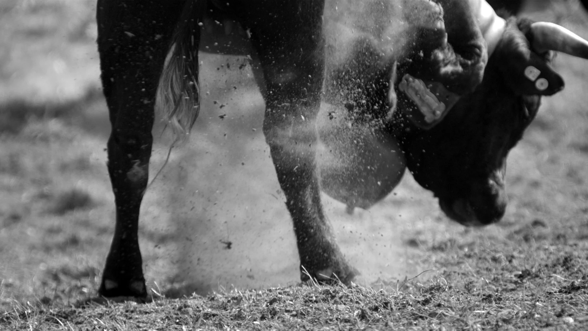 Kampf der Königinnen hero banner image placeholder