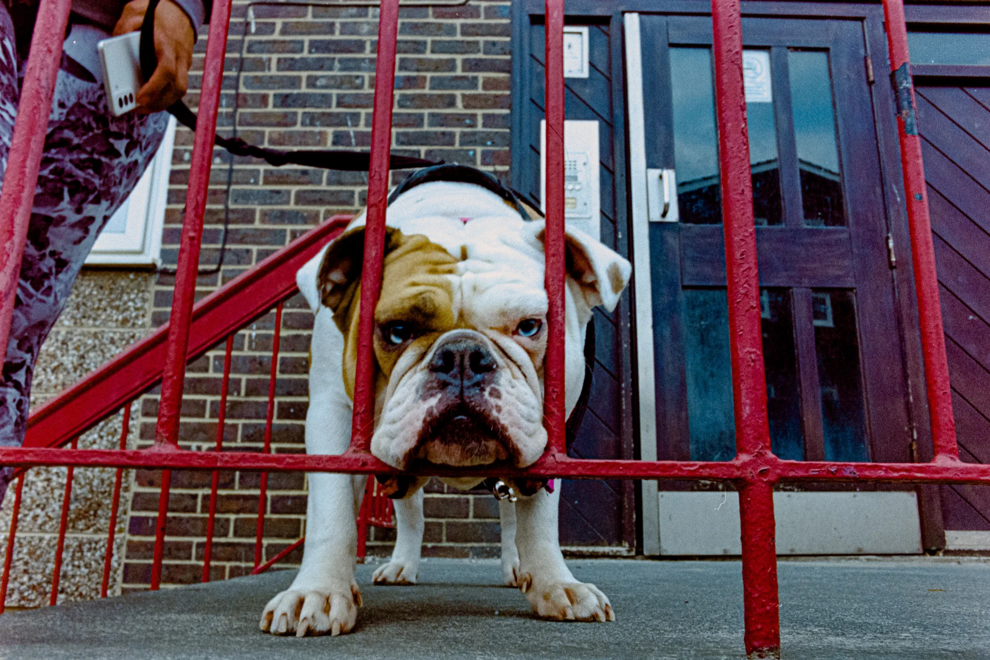 Bird hero banner image placeholder