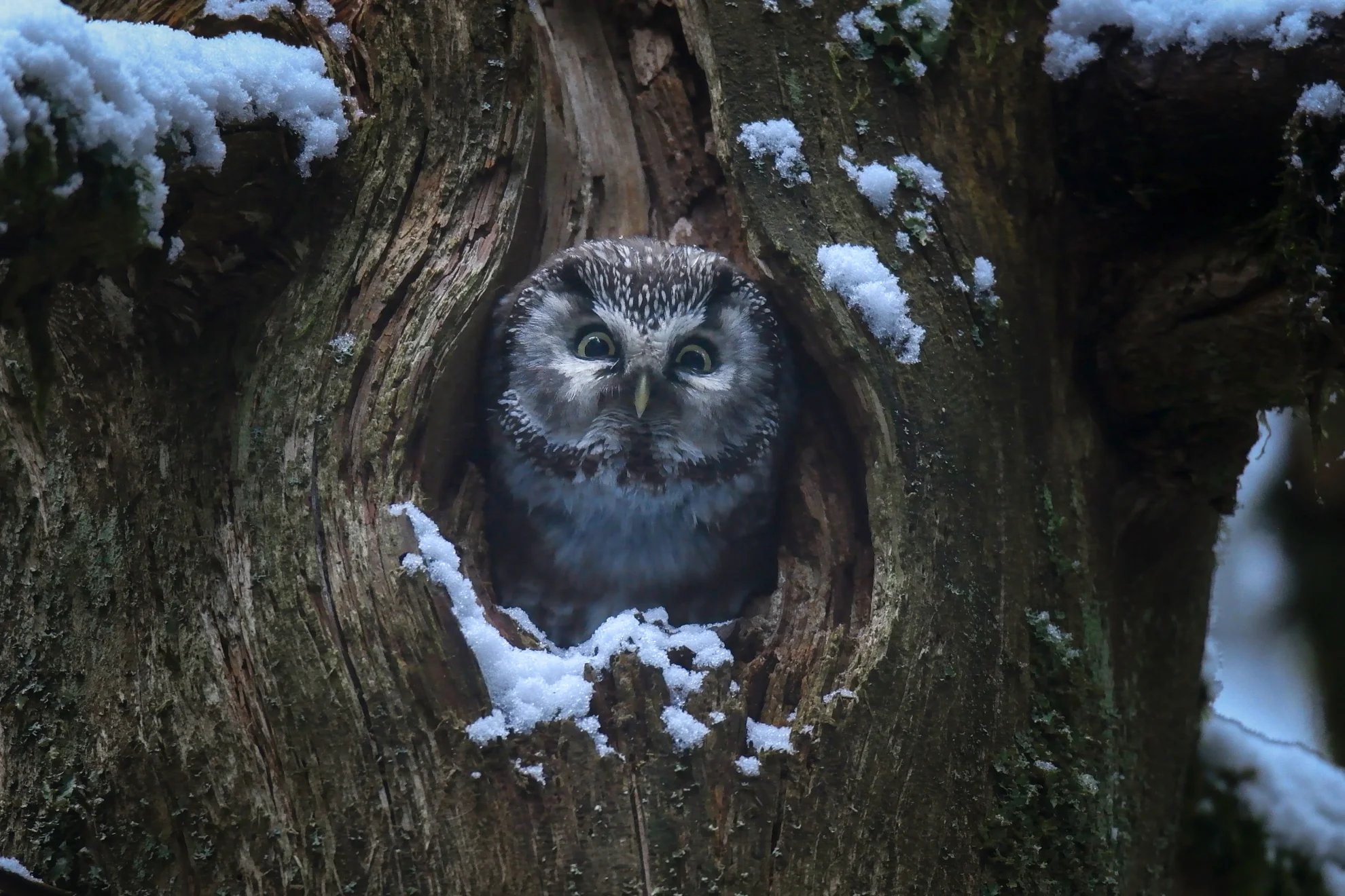Le Chant des forêts hero banner image placeholder