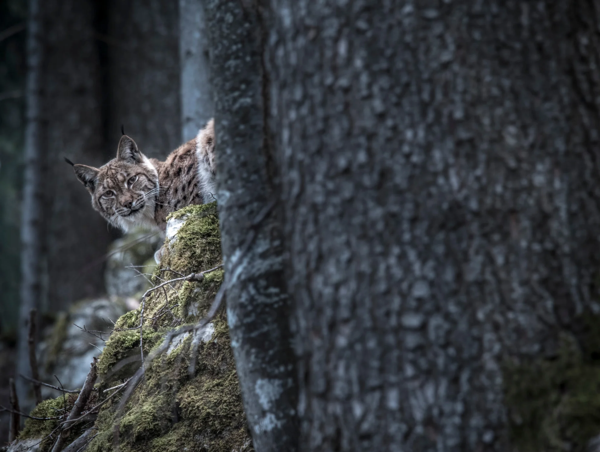 Luchs hero banner image placeholder