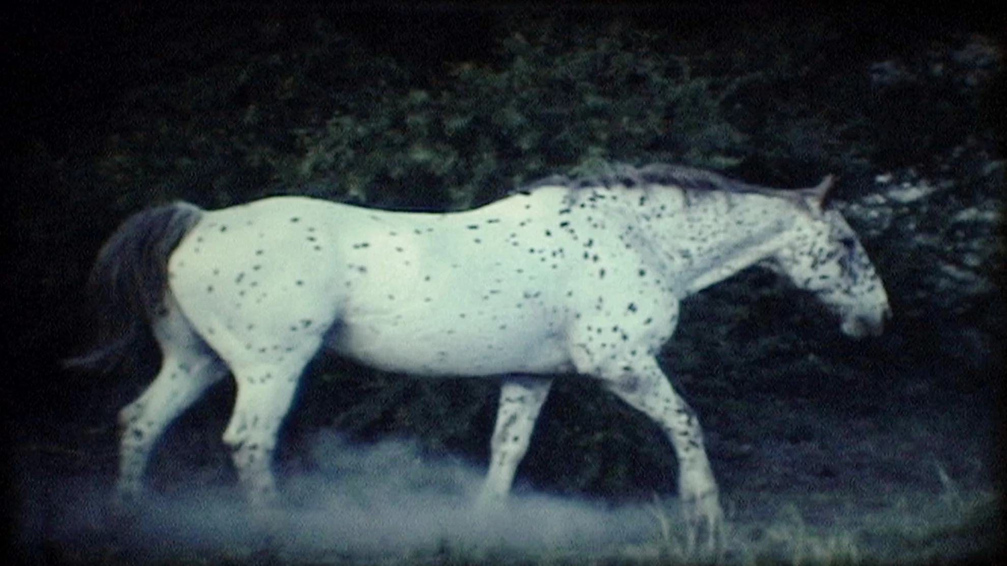 Sound of Insects hero banner image placeholder