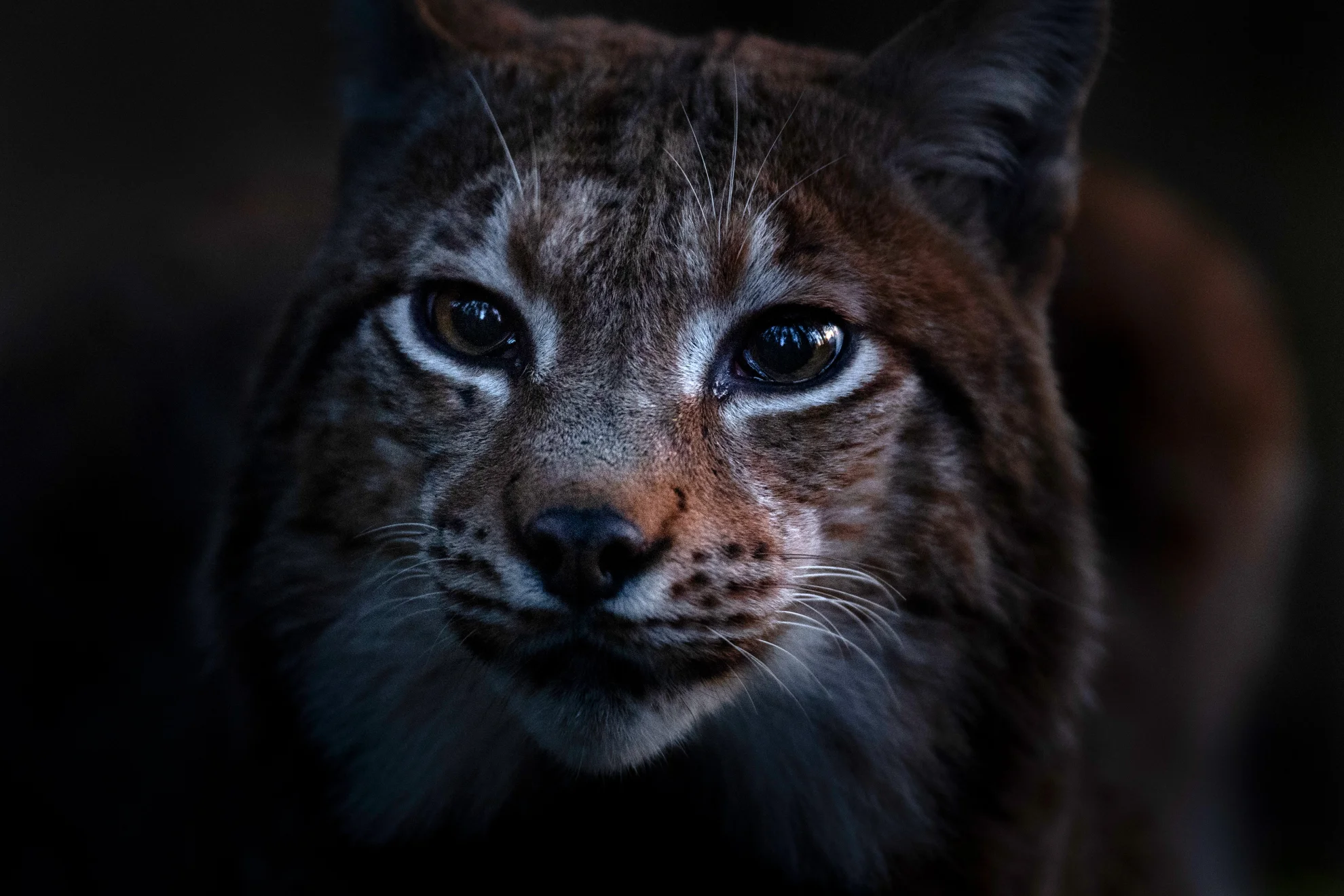 Le Chant des forêts hero banner image placeholder
