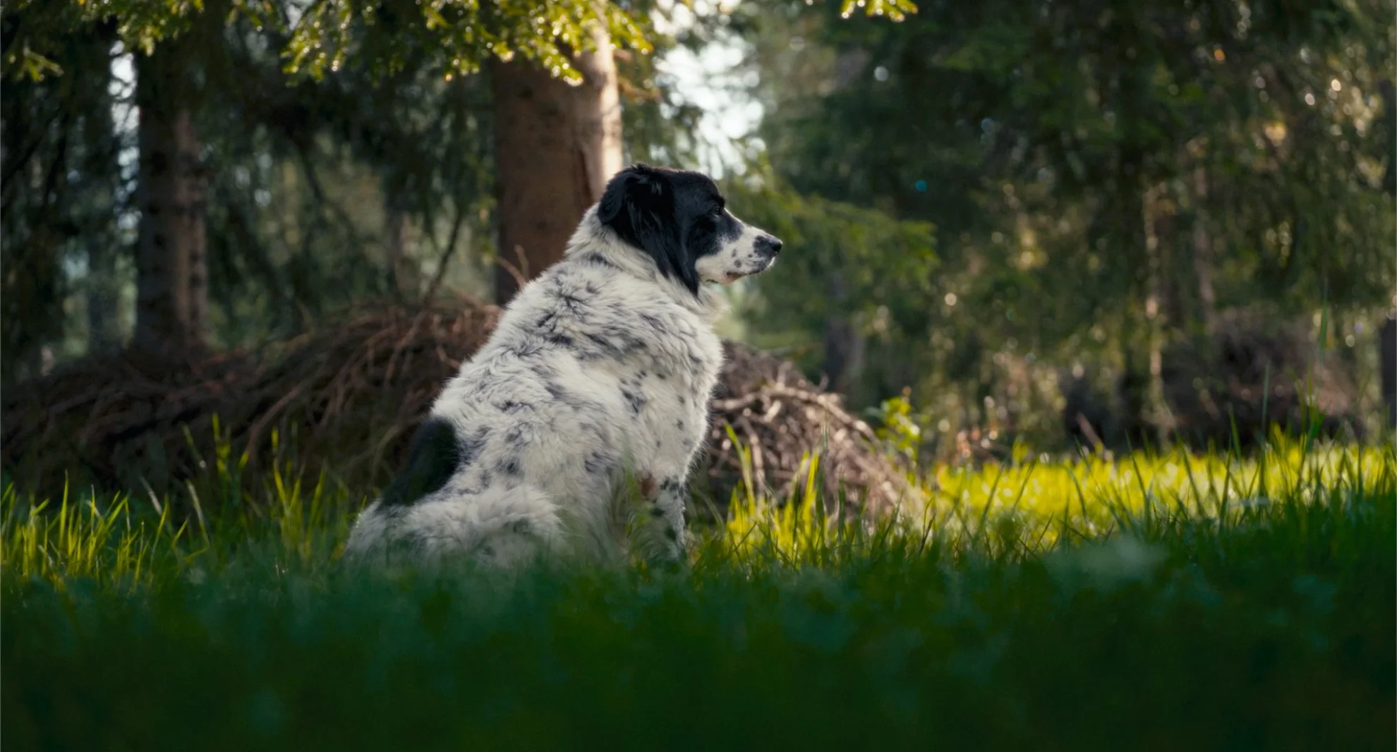 Fiore Mio hero banner image placeholder